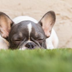 Turfresh - Puppy on clean turf