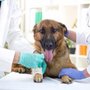 Photo of Bay Shore Animal Hospital