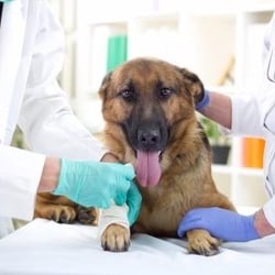 Bay Shore Animal Hospital