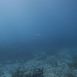 Scuba Diving Cancun - Barracuda