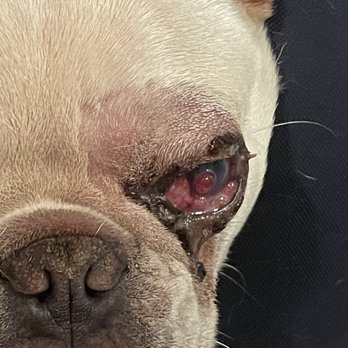 Spa Paws Hotel - Punctured eye from Spa Paw - Pet Groomers Near Me - Fort Worth, Texas