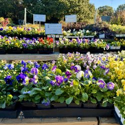 Roots Garden Center