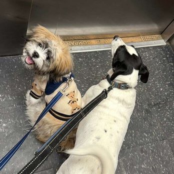 The Pet Getaway - Pet Boarding Near Me