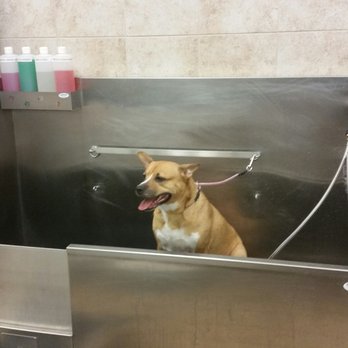 Pet Supplies Plus - Zoe up high - Pet Stores Near Me - Fort Worth, Texas Pet Supplies Plus - Zoe up high - Pet Stores Near Me - Fort Worth, Texas