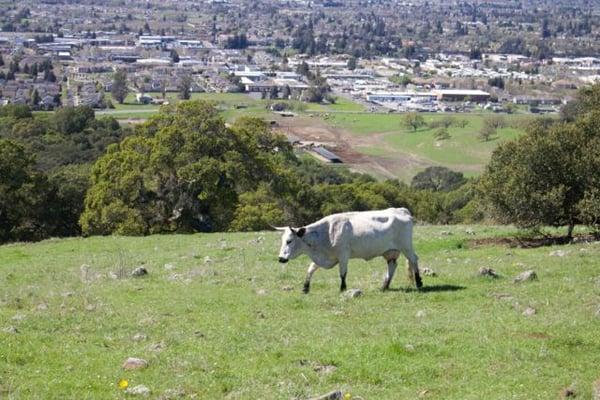 Taylor Mountain Regional Park by null