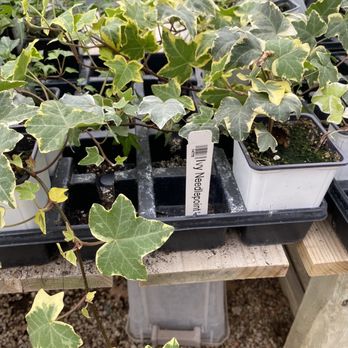 Rainbow Gardens - Ivy - Nurseries & Gardening Near Me - San Antonio, Texas