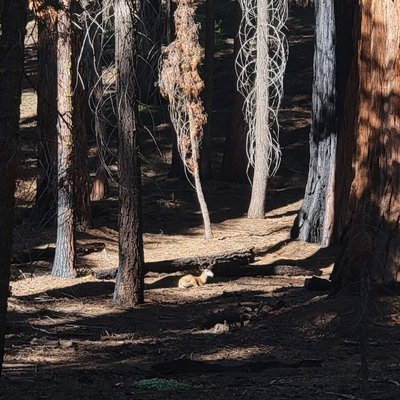 Tharp's Log by null