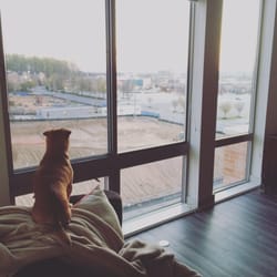 The Metropolitan Downtown Columbia by Kettler - View from my one bedroom and my puppy Smithers. It's a lovely layout.