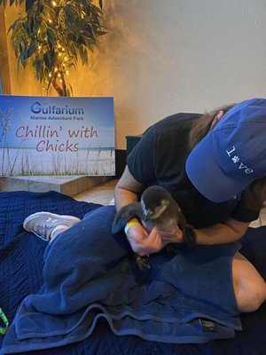 Gulfarium Marine Adventure Park by null