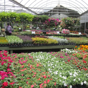 Pike Nurseries - a variety of flowers in a greenhouse - Nurseries & Gardening Near Me - Marietta, Georgia Pike Nurseries - a variety of flowers in a greenhouse - Nurseries & Gardening Near Me - Marietta, Georgia