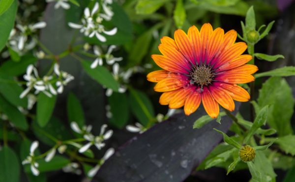The Butchart Gardens by null