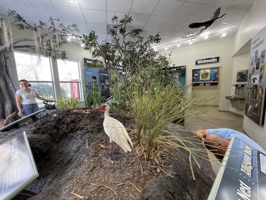 Arthur R. Marshall Loxahatchee National Wildlife Refuge by null