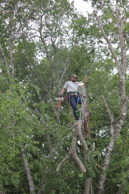 J & J TREE CARE PROFESSIONALS - Updated June 2026 - 16 Photos - Spring ...