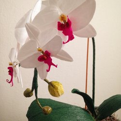 Petal Adore - Paper Moth Orchids available for purchase
