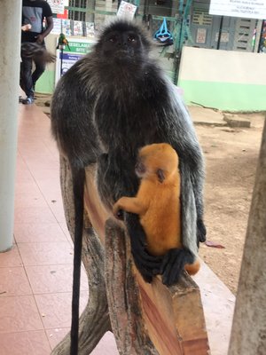 Malawati Hill بوكيت ملاوتي by null