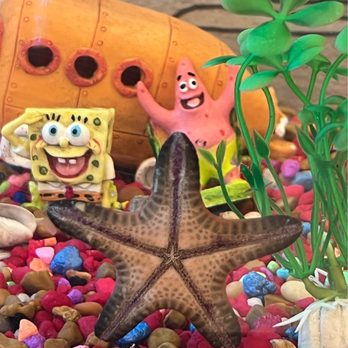 Infinity Fish - Hello! Lol - Aquarium Services Near Me - Stafford, Texas Infinity Fish - Hello! Lol - Aquarium Services Near Me - Stafford, Texas