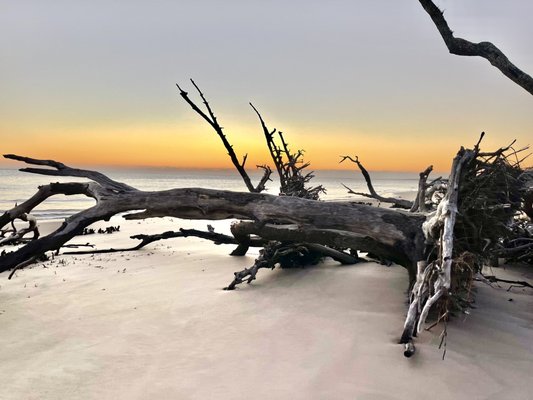 Big Talbot Island State Park by null