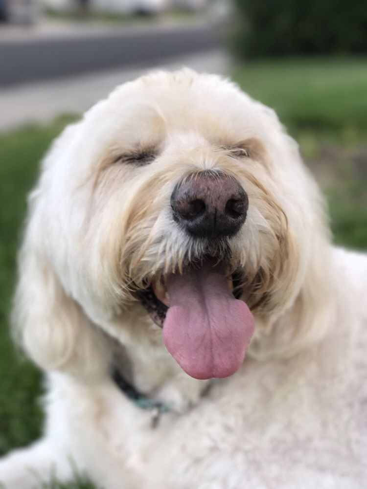 BOWES ANIMAL HOSPITAL 12 Photos & 15 Reviews Veterinarians 2375