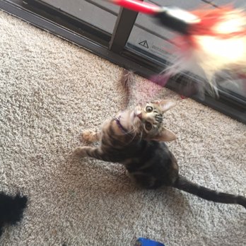MeoowzResQ - Animal Shelters Near Me