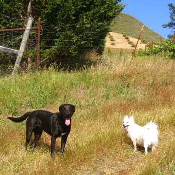 McCall Farm Bed & Breakfast - Walking the dogs - Bed & Breakfast Near Me - Cambria, California McCall Farm Bed & Breakfast - Walking the dogs - Bed & Breakfast Near Me - Cambria, California