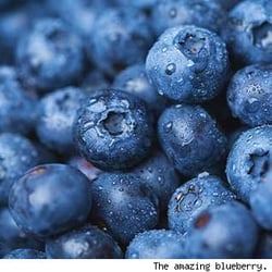 Sunset Valley Organics/ Wilt Farms Organic Blueberries - Organic, Nutrient Dense Blueberries