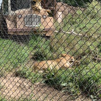 Seneca Park Zoo - Lion nap time. - Zoos Near Me - Rochester, New York Seneca Park Zoo - Lion nap time. - Zoos Near Me - Rochester, New York