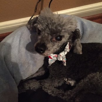 Primp My Pet Mobile Grooming - Pet Groomers Near Me - Manvel, Texas Primp My Pet Mobile Grooming - Pet Groomers Near Me - Manvel, Texas