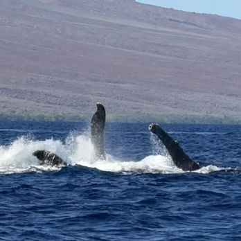 Makai Adventures - Whale - Boat Charters Near Me - Lahaina, Hawaii