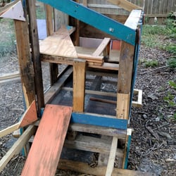 Repurposed palette wood chicken coop all opened up for them to roam.