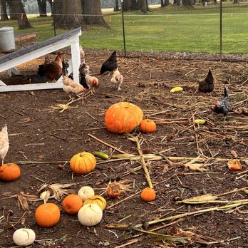 The Patch - Chickens and pumpkins - Pumpkin Patches Near Me - Woodland, Washington The Patch - Chickens and pumpkins - Pumpkin Patches Near Me - Woodland, Washington