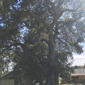 Bay Laurel Garden Center - Huge old oak beside the nursery! - Nurseries & Gardening Near Me - Atascadero, California Bay Laurel Garden Center - Huge old oak beside the nursery! - Nurseries & Gardening Near Me - Atascadero, California