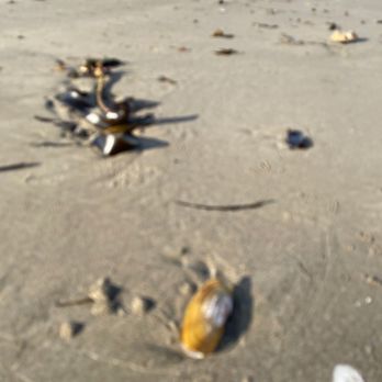 Cape Meares Beach - Razor clams - Beaches Near Me - Tillamook, Oregon Cape Meares Beach - Razor clams - Beaches Near Me - Tillamook, Oregon