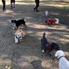 Suzan the Pet Nanny gift card