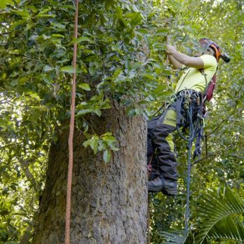 NYC Tree Pro - Tree Services Near Me - New York, New York NYC Tree Pro - Tree Services Near Me - New York, New York