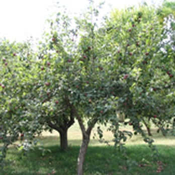 Rubicon River Farm - Apple orchard - Fruits & Veggies Near Me - Neosho, Wisconsin Rubicon River Farm - Apple orchard - Fruits & Veggies Near Me - Neosho, Wisconsin