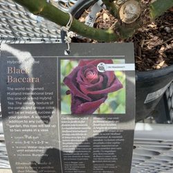 My Rose plant from OSH