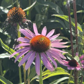 Royal Oak Farm Orchard - Pollinator garden action - Fruits & Veggies Near Me - Harvard, Illinois