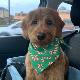 Clean, even grooming and a festive bandana! Clean, even grooming and a festive bandana!