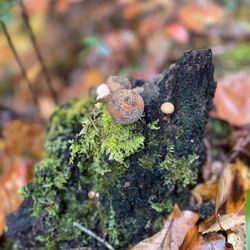 Swinging Bridge On The Toccoa River - Shrooms