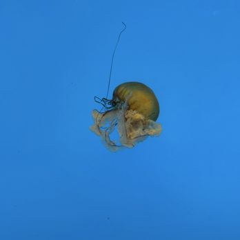 National Aquarium - Aquariums Near Me - Baltimore, Maryland