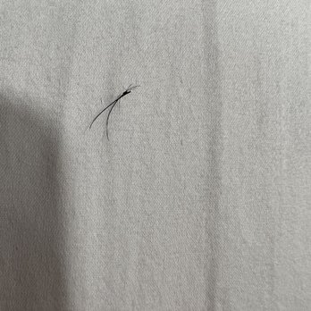 Volume Lashes - Not sure why this one extension was glued to three of my natural lashes. - Eyelash Service Near Me - Corona, California