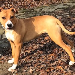 Robyn's Nest - Adopt your next pet at Robyn's Nest animal rescue!