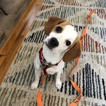 K-9 SOS Dog Training - Pet Training Near Me - Galt, California K-9 SOS Dog Training - Pet Training Near Me - Galt, California