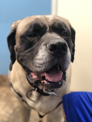 inland valley emergency pet hospital