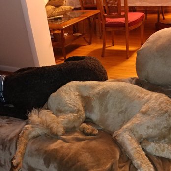 Sarah's Dog Haven - Pet Sitting Near Me - Frederick, Maryland Sarah's Dog Haven - Pet Sitting Near Me - Frederick, Maryland