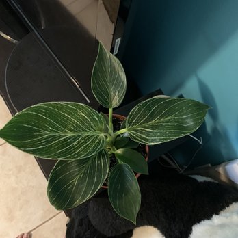 Cricklewood - All these other nurseries in big cities are selling their Birkins for an arm & a leg, but this was only $21 - Nurseries & Gardening Near Me - Bakersfield, California