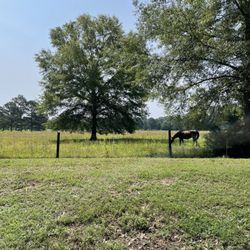 Bradford Creek Greenway - Horse farm alongside the greenway