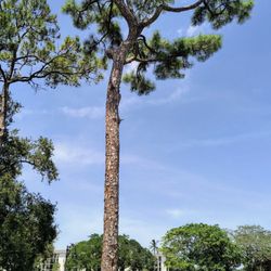 Coontie Hatchee Landings Park
