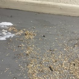 Rats everywhere