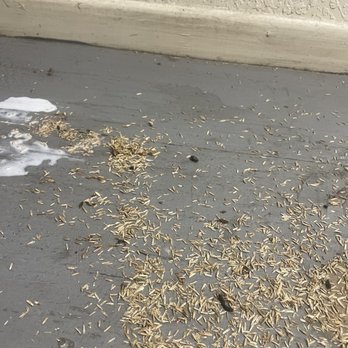 SecurCare Self Storage - Rats everywhere - Self Storage Near Me - Highland, California